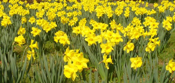 daffodils